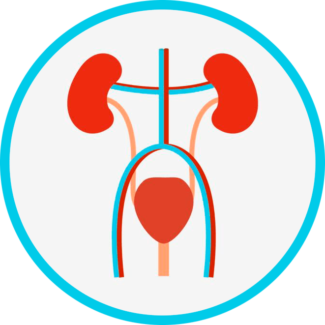 Anatomie du système génito-urinaire